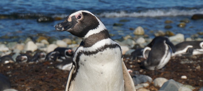 Visiting the Penguins of Isla Magdalena – Chile