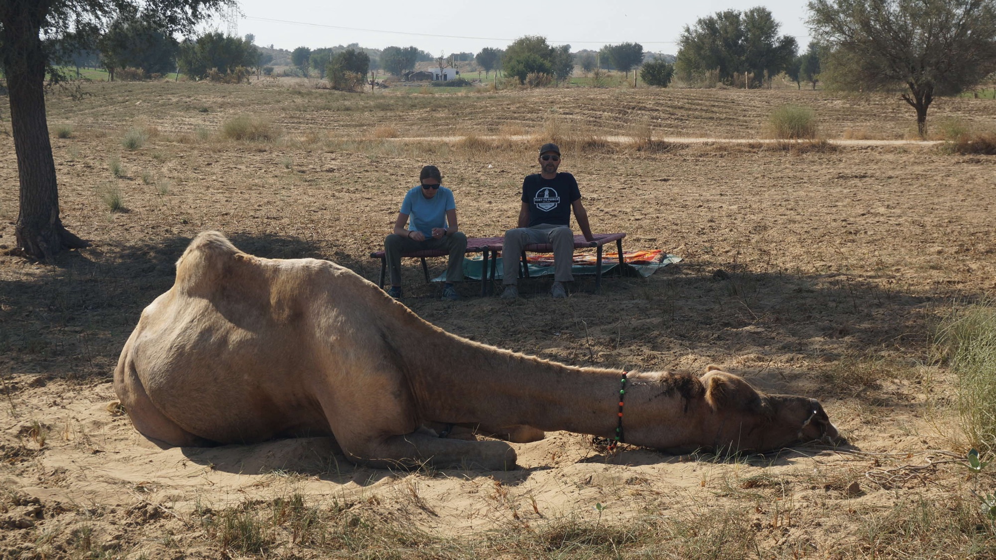 Camels and Rats In Bikaner