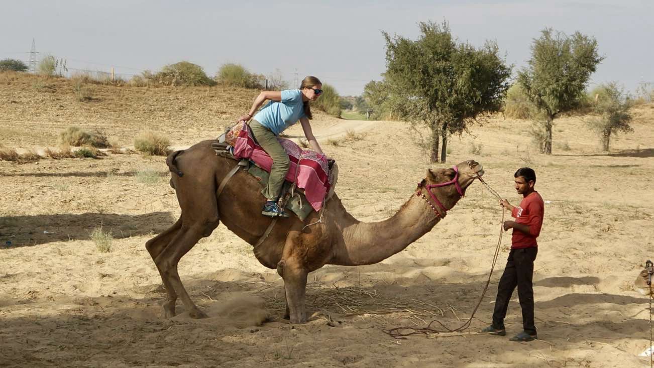 Camels and Rats In Bikaner